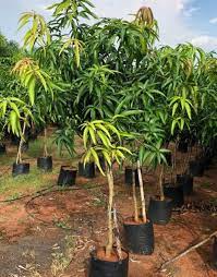 Dasheri Mango Fruit Plant Manufacturer & Supplier in India